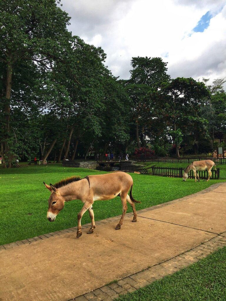 Donkey